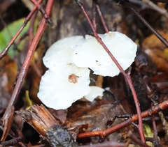 Delicatula integrella