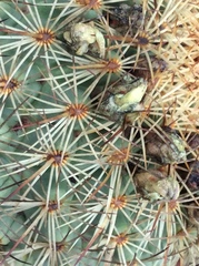 Coryphantha recurvata recurvata