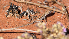 Ctenophorus isolepis