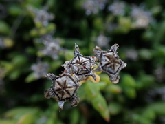 Delosperma uncinatum