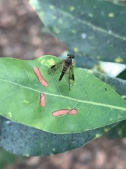 Chrysopilus