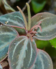 Peperomia trinervis