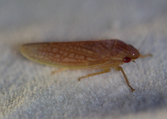 Gyponana