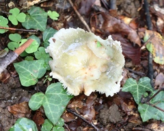 Russula virescens