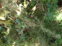 Usnea longissima