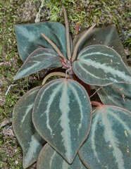 Peperomia trinervis