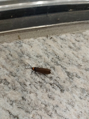 Cisseps fulvicollis