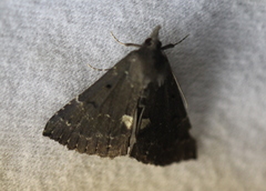 Hypena bijugalis