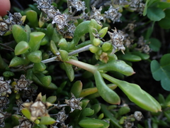 Delosperma uncinatum