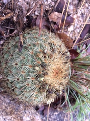 Coryphantha recurvata recurvata
