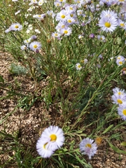 Erigeron divergens