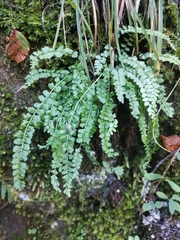Asplenium viride