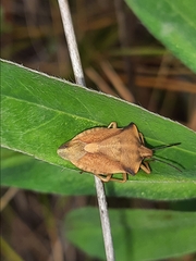 Carpocoris fuscispinus