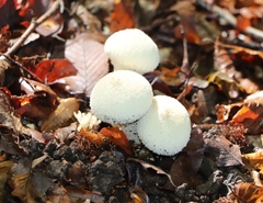 Lycoperdon perlatum