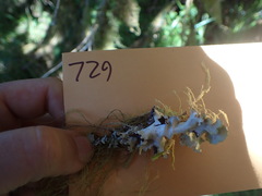 Cetrelia cetrarioides