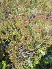 Leucadendron lanigerum lanigerum