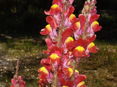 Antirrhinum majus