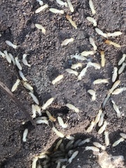 Reticulitermes