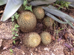 Coryphantha recurvata recurvata