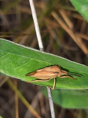 Carpocoris fuscispinus