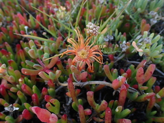 Malephora uitenhagensis