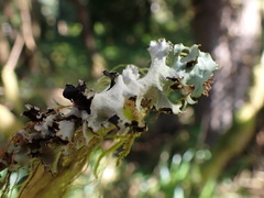 Cetrelia cetrarioides