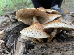 Pholiota
