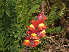 Antirrhinum majus