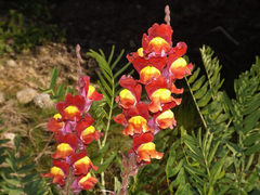 Antirrhinum majus