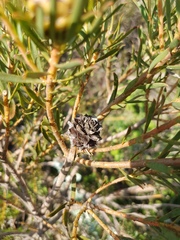 Leucadendron lanigerum lanigerum