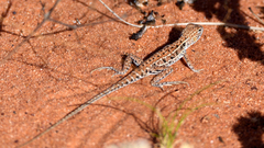 Ctenophorus isolepis