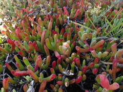 Malephora uitenhagensis
