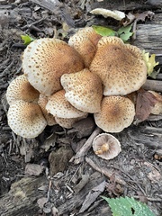 Pholiota