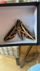 Eumorpha fasciatus