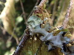 Cetrelia cetrarioides