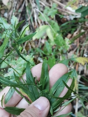 Galium intermedium