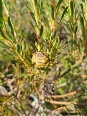 Leucadendron lanigerum lanigerum