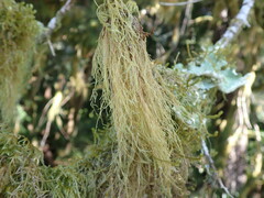 Pseudisothecium stoloniferum