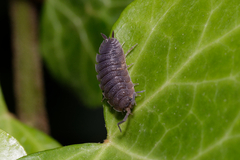 Porcellio