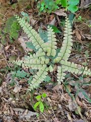 Adiantum flabellulatum