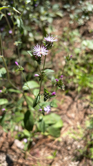 Elephantopus tomentosus