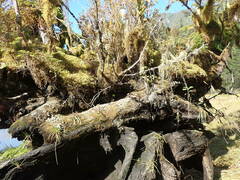 Pseudisothecium stoloniferum