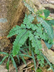 Adiantum flabellulatum