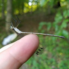 Lestes