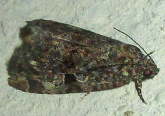 Lymantriades