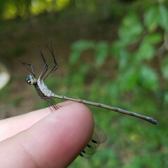 Lestes