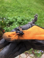 Cimbex femoratus