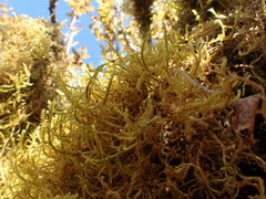 Antitrichia curtipendula