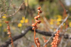Tersonia cyathiflora
