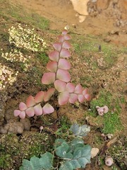 Adiantum flabellulatum